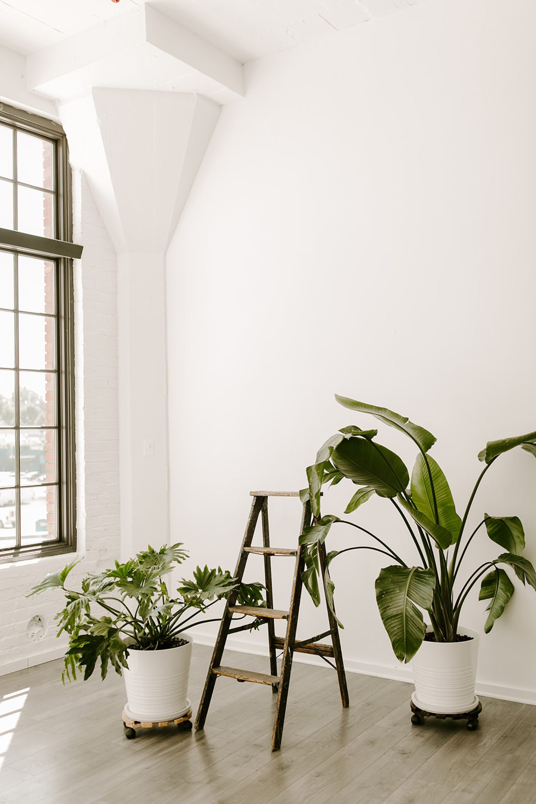 white studio with plants